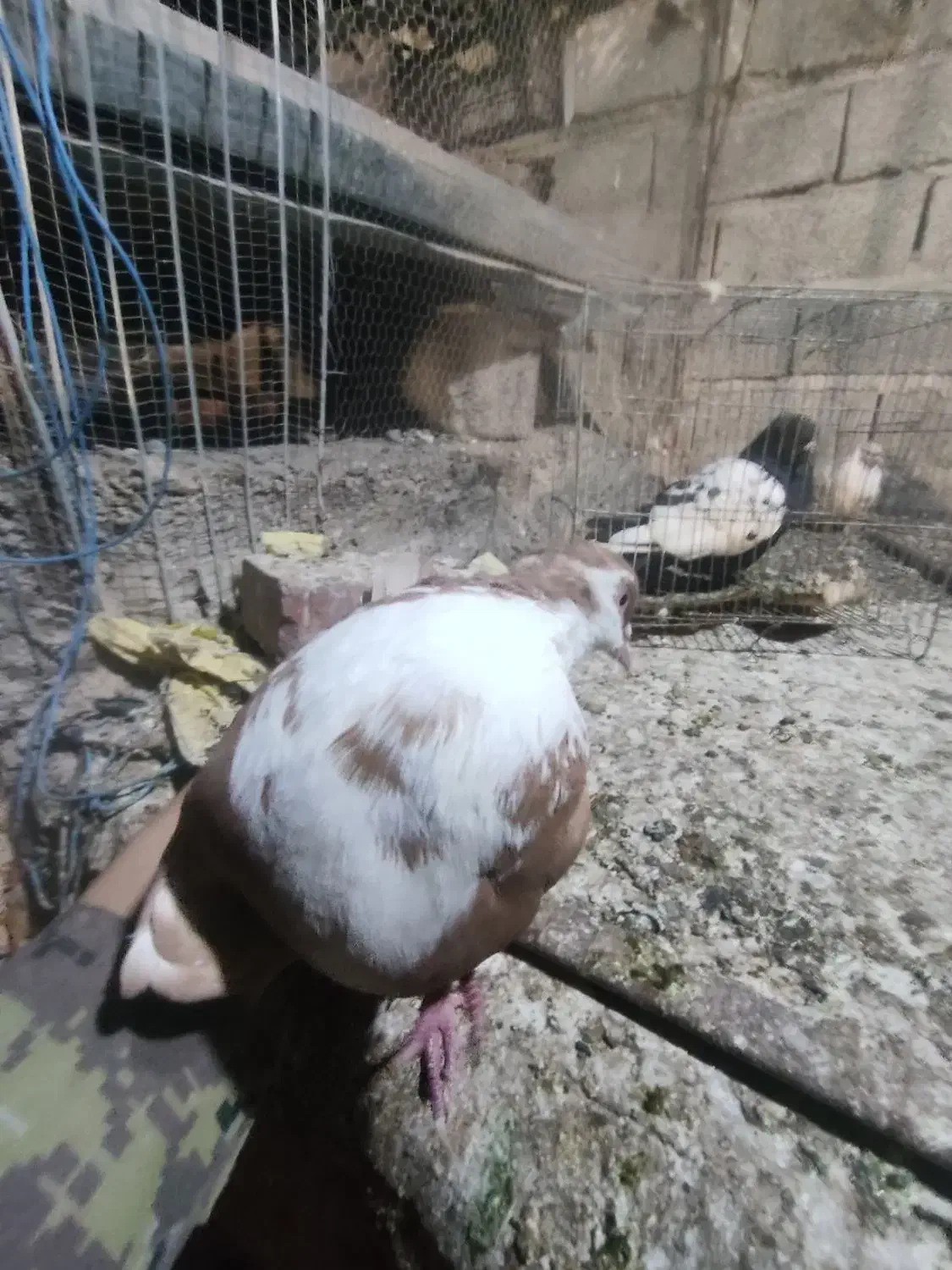 کفتر|پرنده|ماهان, |دیوار