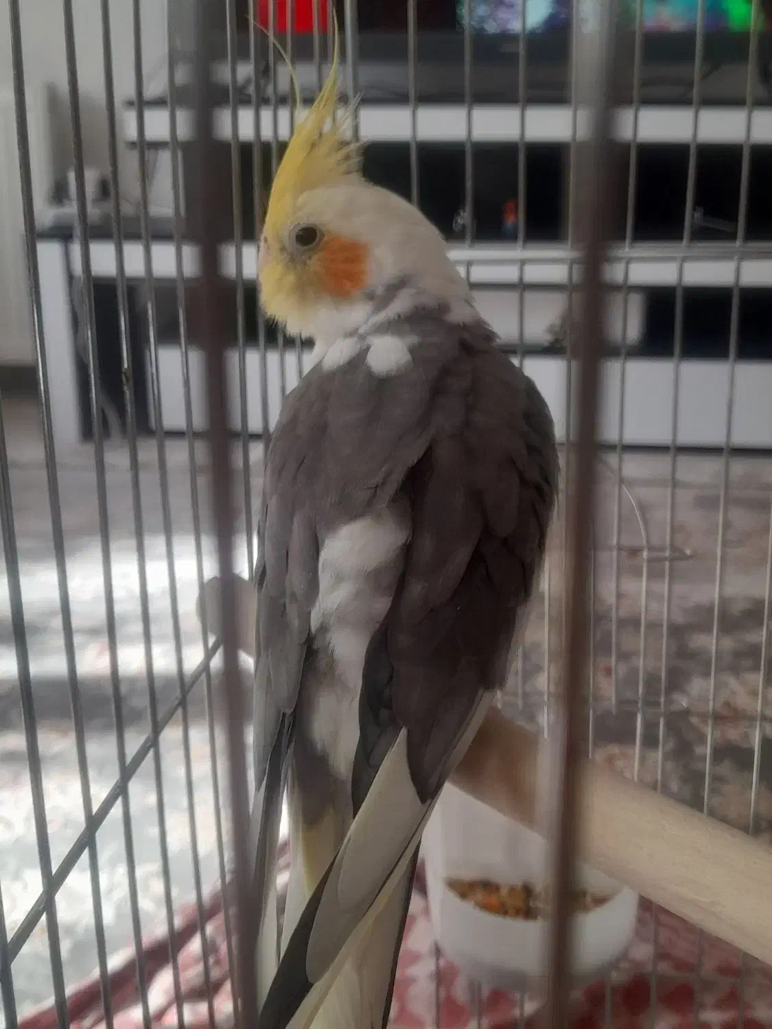 عروس هلندی|پرنده|سنندج, |دیوار