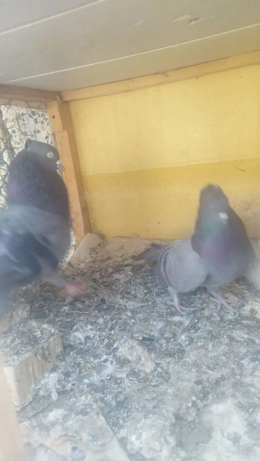 کبوتر بوشهری|پرنده|بوشهر, |دیوار