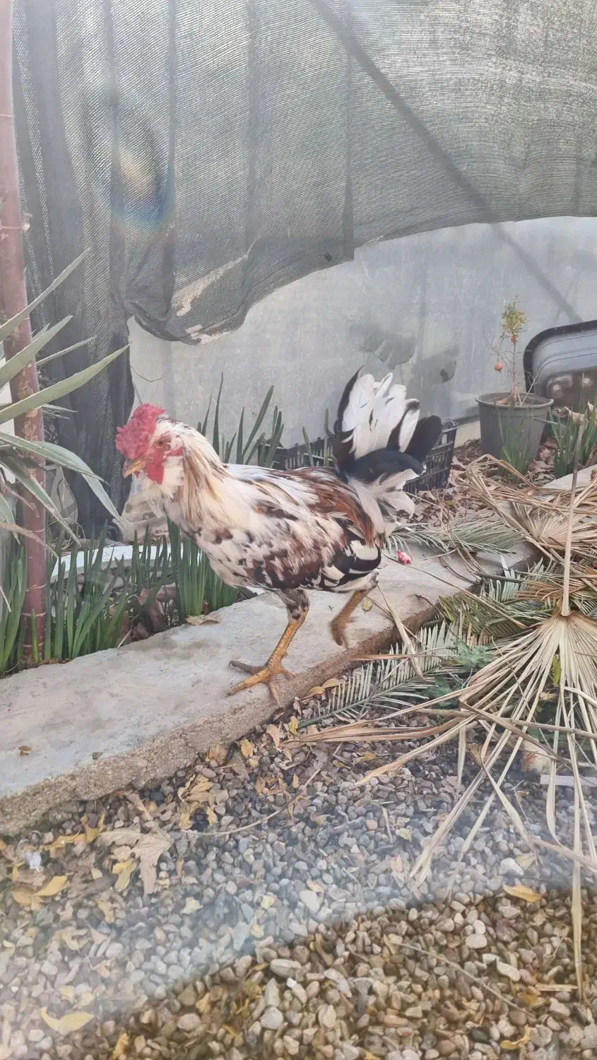 چند عدد خروس گلین|حیوانات مزرعه|شیراز, میرزاکوچک خان|دیوار