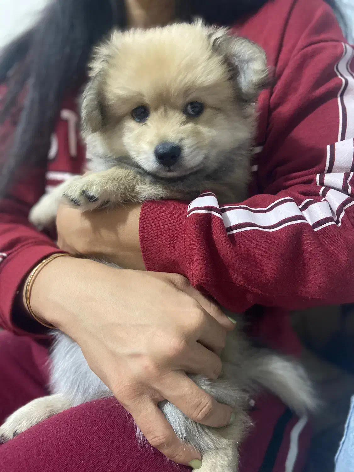 توله پامر معاوضه|سگ|رباط‌کریم, رباط‌کریم|دیوار