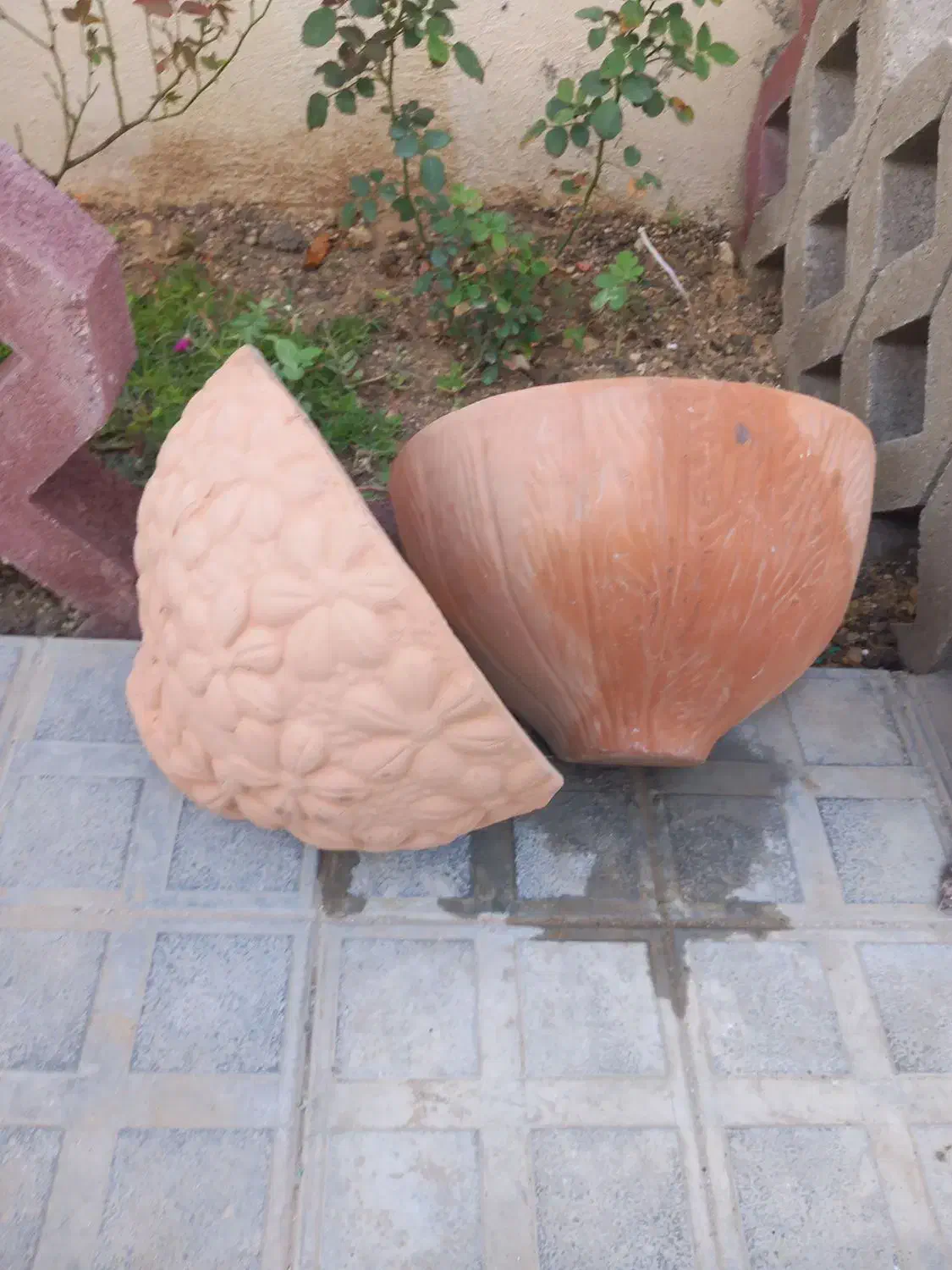 جوجه|پرنده|بندر دیر, |دیوار