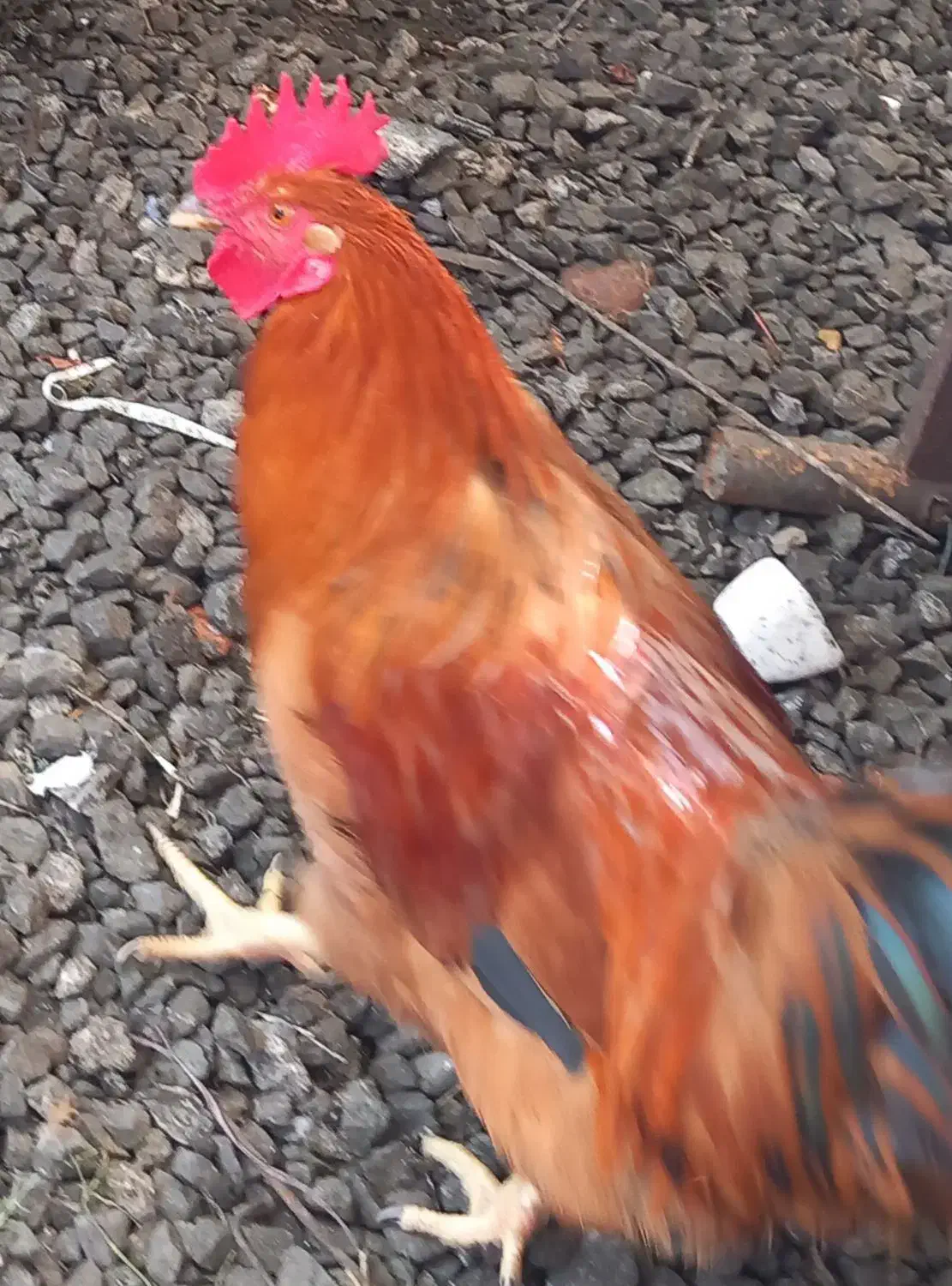 خروس|حیوانات مزرعه|ماسال, |دیوار