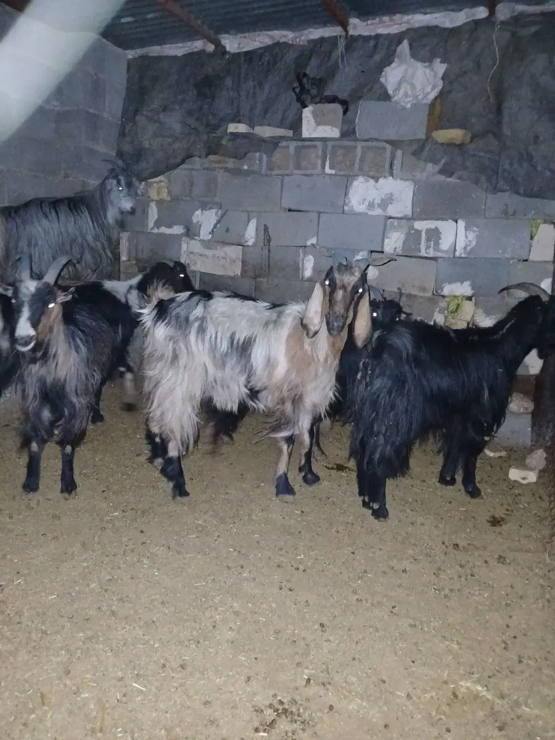 بز چاق جوان|حیوانات مزرعه|مرودشت, دولت آباد|دیوار