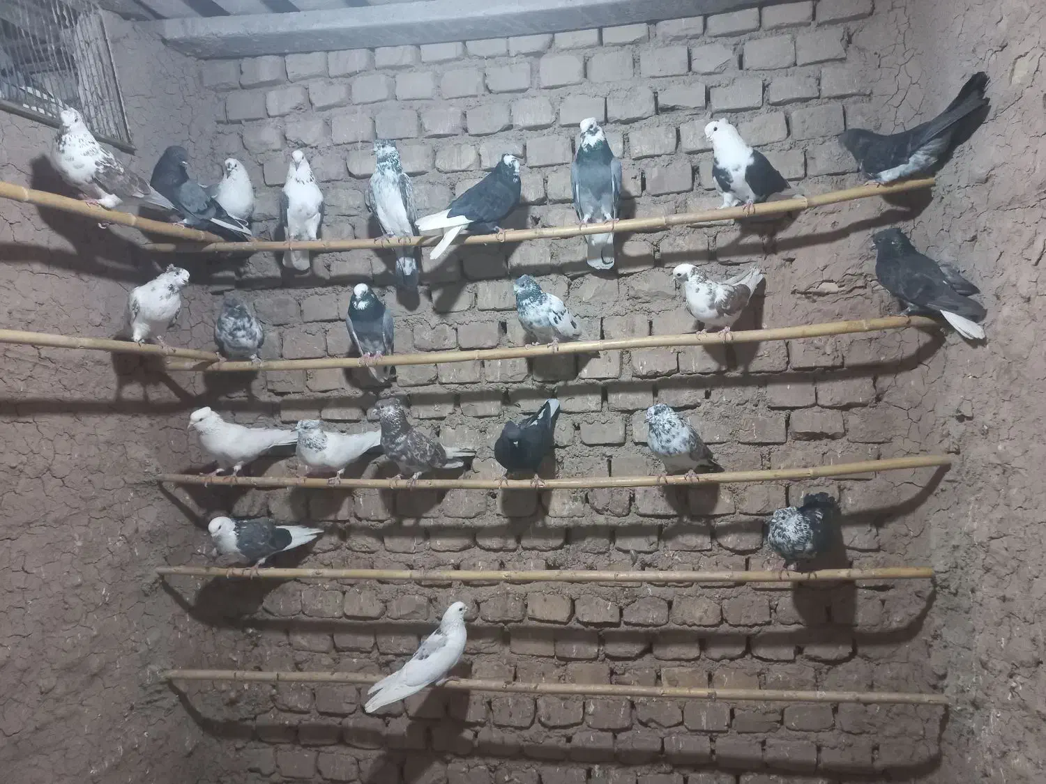 کبوتر پرشی وجنس|پرنده|گرمسار, |دیوار