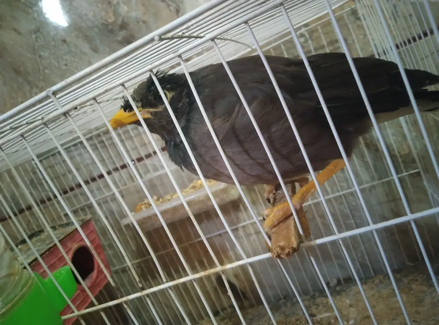 مرغ مینا|پرنده|نرماشیر, |دیوار