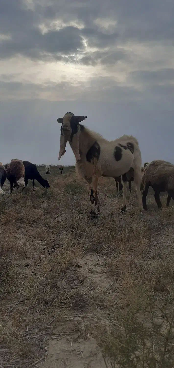 تکه|حیوانات مزرعه|انبارآلوم, |دیوار