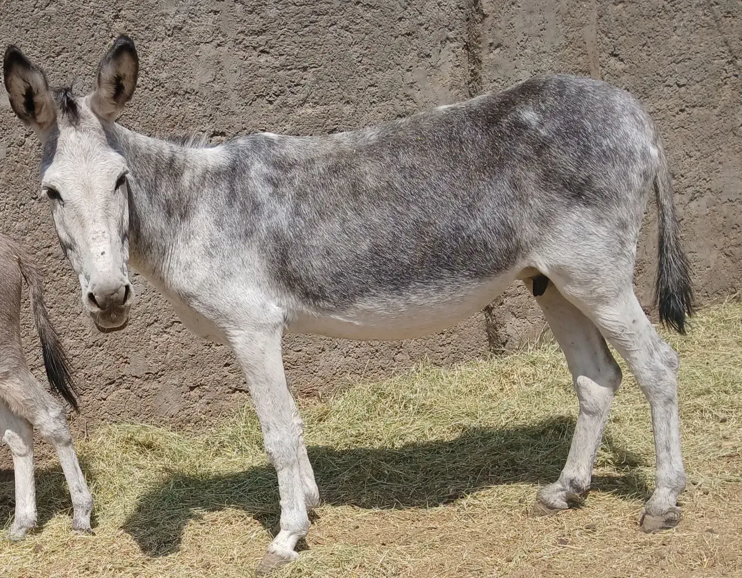 خرماده شیرادرجه یک|حیوانات مزرعه|اصفهان, ارداجی|دیوار