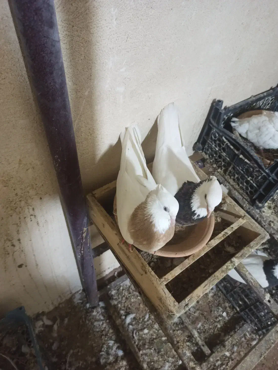 کبوترطوقی|پرنده|هرسین, |دیوار