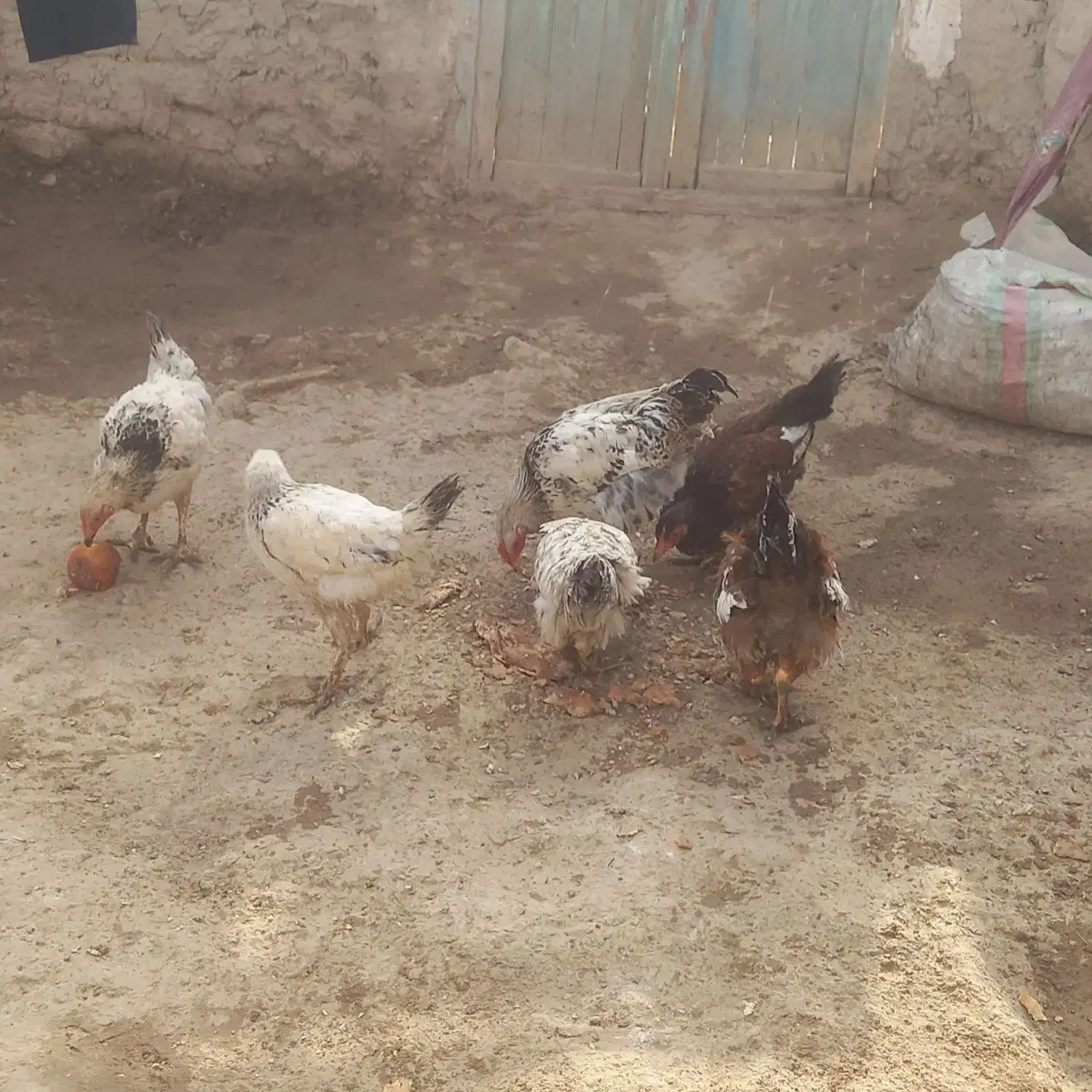 جوجه مرغ|حیوانات مزرعه|نهبندان, |دیوار