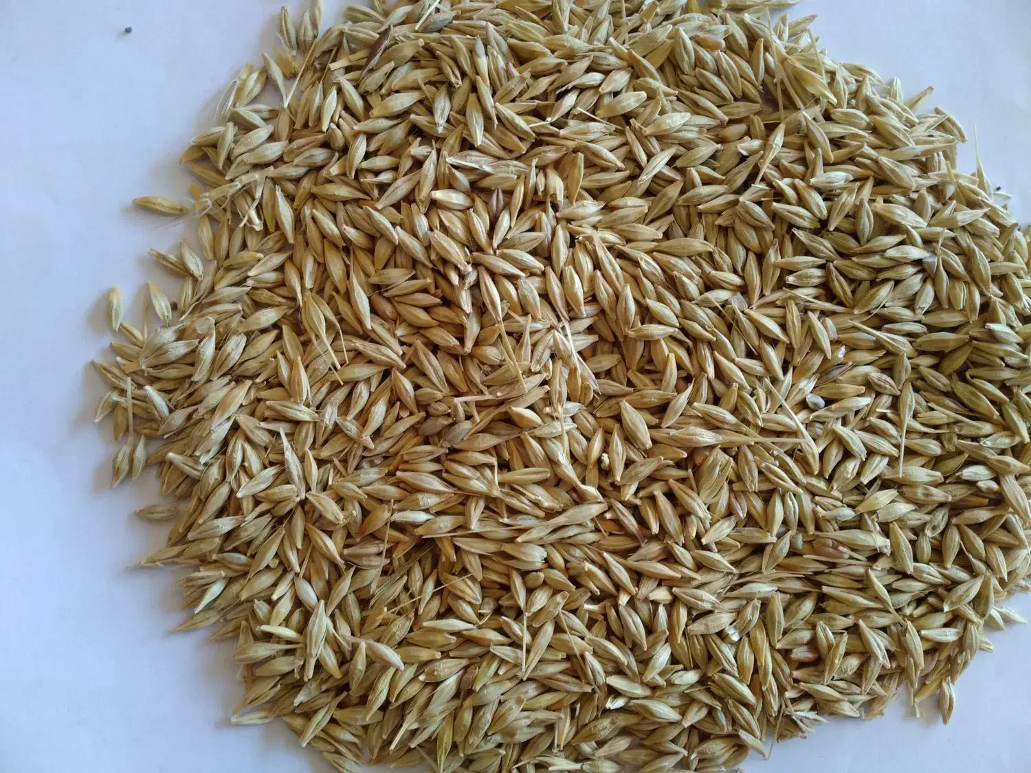 بذرگندم زاکرس دیم بوجاری شده|عمده‌فروشی|موران, |دیوار