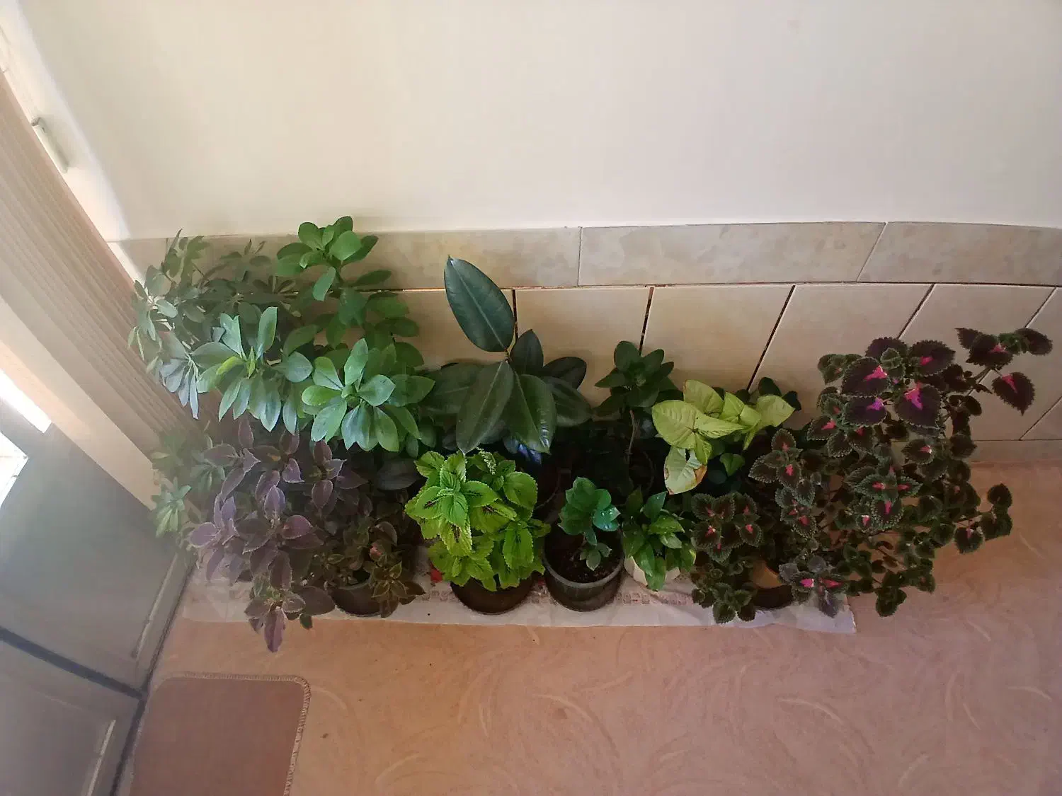 گلهای بسیار زیبا|گل و گیاه طبیعی|شهرکرد, |دیوار