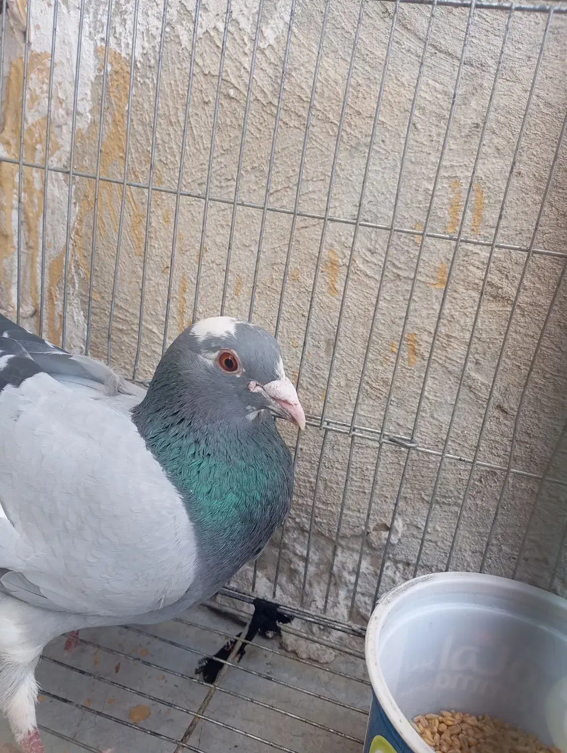 کبوتر پلاکی|پرنده|یاسوج, |دیوار