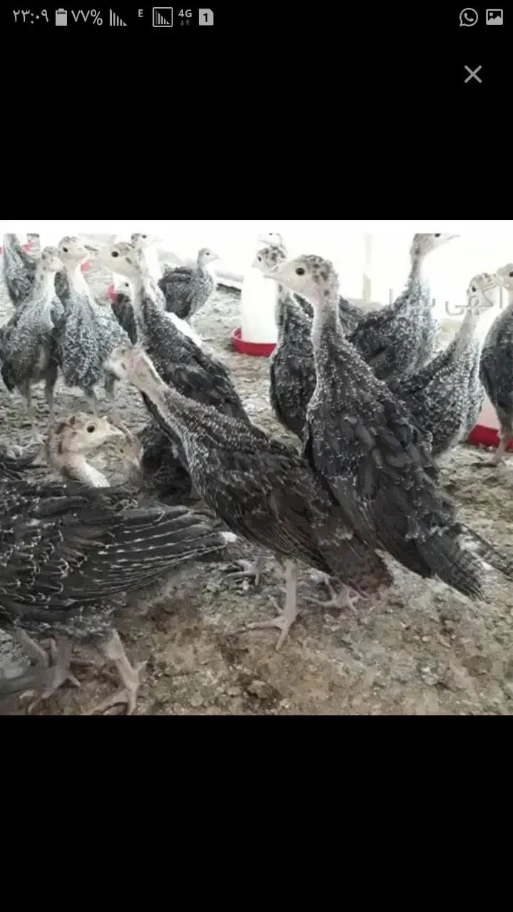 300عددجوجه بوقلمون|حیوانات مزرعه|اردبیل, |دیوار
