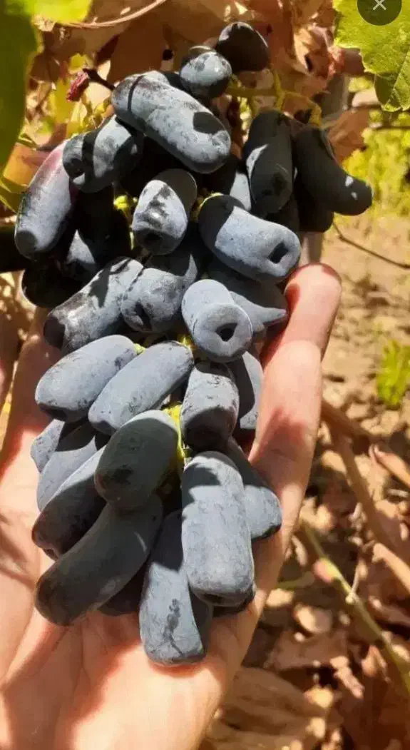 نهال های اصلاح شده و لیبل دار ممتاز|خدمات باغبانی و درختکاری|اصفهان, چرخاب|دیوار