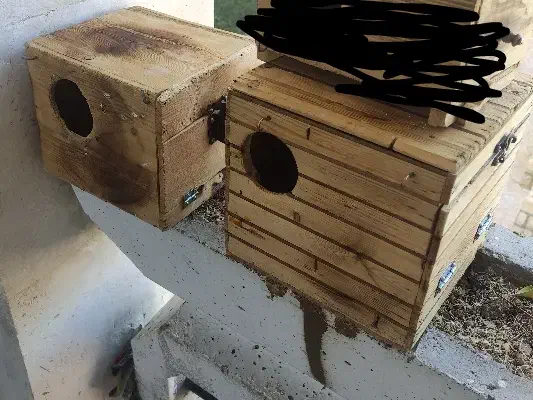 لونه طوطی برزیلی و مرغ عشق|لوازم جانبی حیوانات|صدرا-فارس, فاز ۱|دیوار