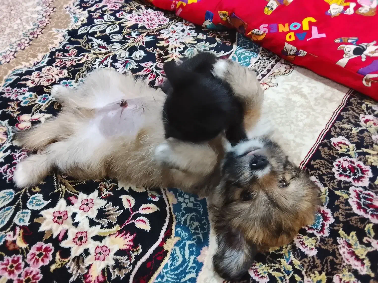 سگ پودل کراس|سگ|پاکدشت, پاکدشت (مامازند)|دیوار