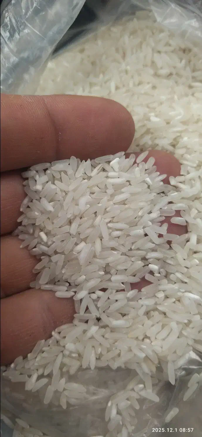 برنج گسترش و اروگوئه|خوردنی و آشامیدنی|نورآباد, |دیوار