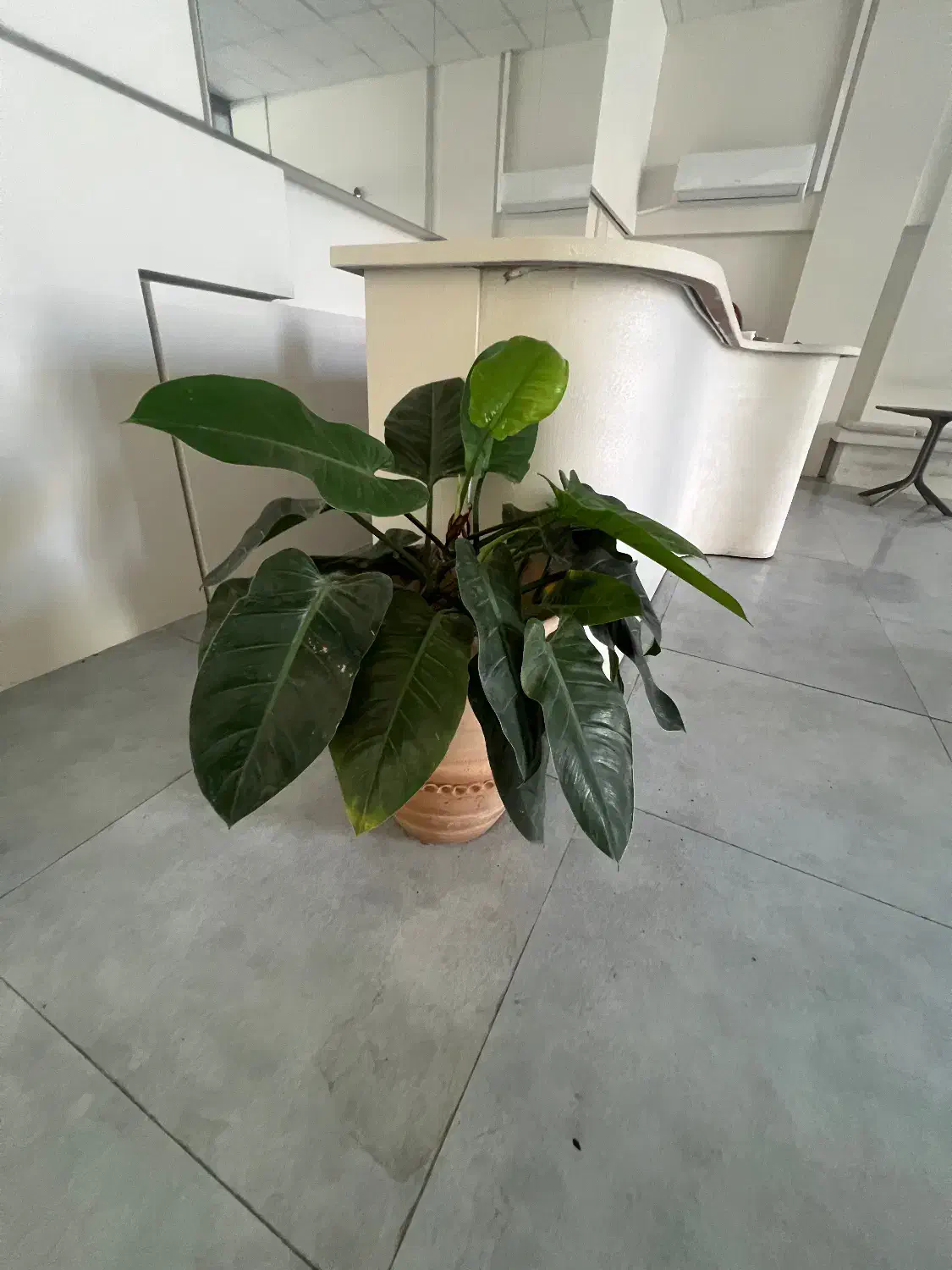 گل اپارتمانی|گل و گیاه طبیعی|بابل, |دیوار