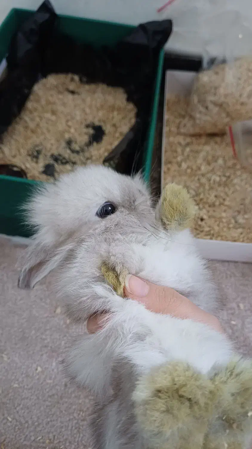 خرگوش مینی لوپ|موش و خرگوش|تهران, یافت آباد جنوبی|دیوار