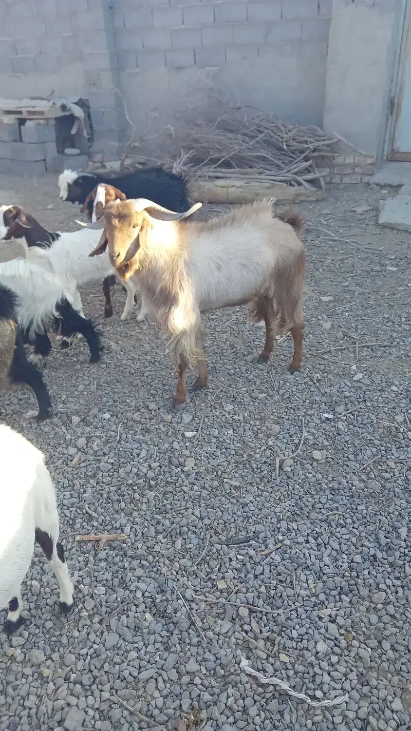 بز نر|حیوانات مزرعه|نیمروز, |دیوار