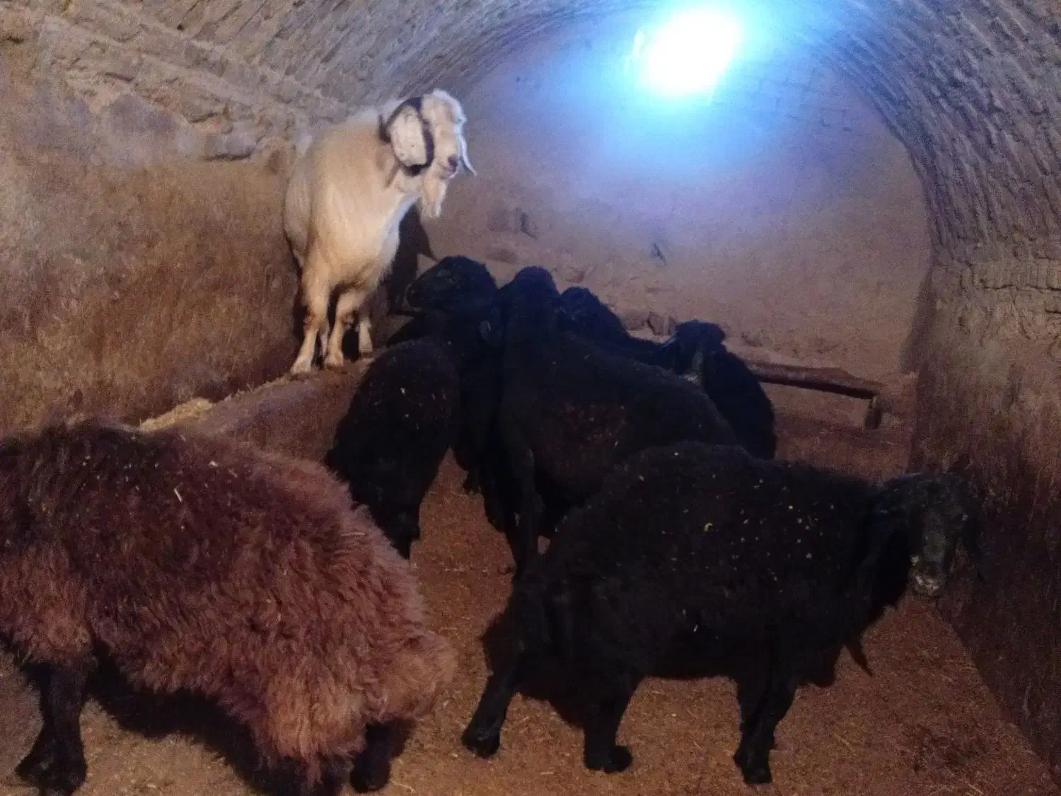 بز نر جوان|حیوانات مزرعه|خرمدره, |دیوار