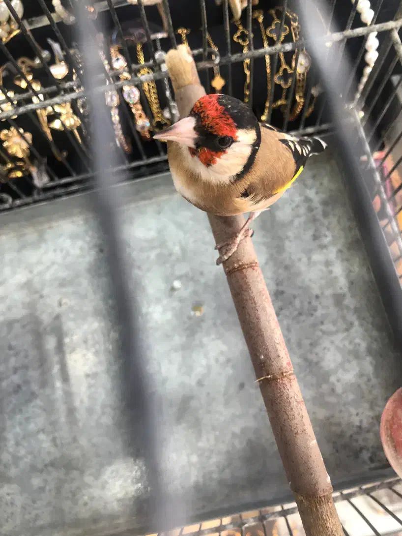 سهره درجه یک به شرط (کوار)|پرنده|شیراز, فرودگاه شهید دستغیب شیراز|دیوار