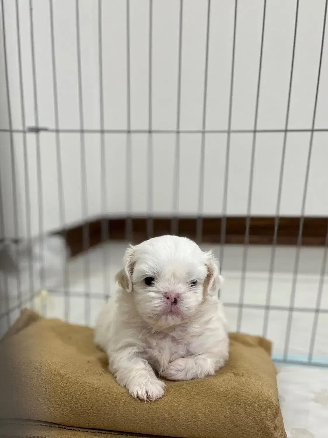 مالتیز|سگ|فردیس, قریشی|دیوار