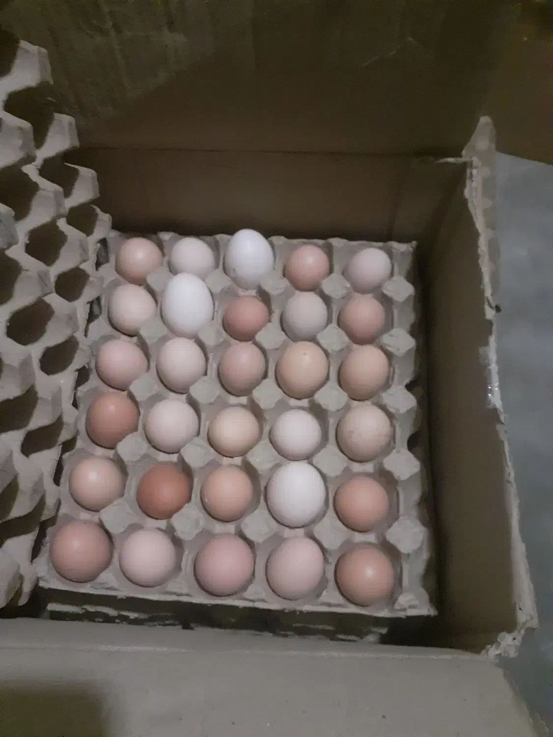 تخم مرغ تک زرده ودوزرده گلپایگان.|خوردنی و آشامیدنی|تهران, ازگل|دیوار