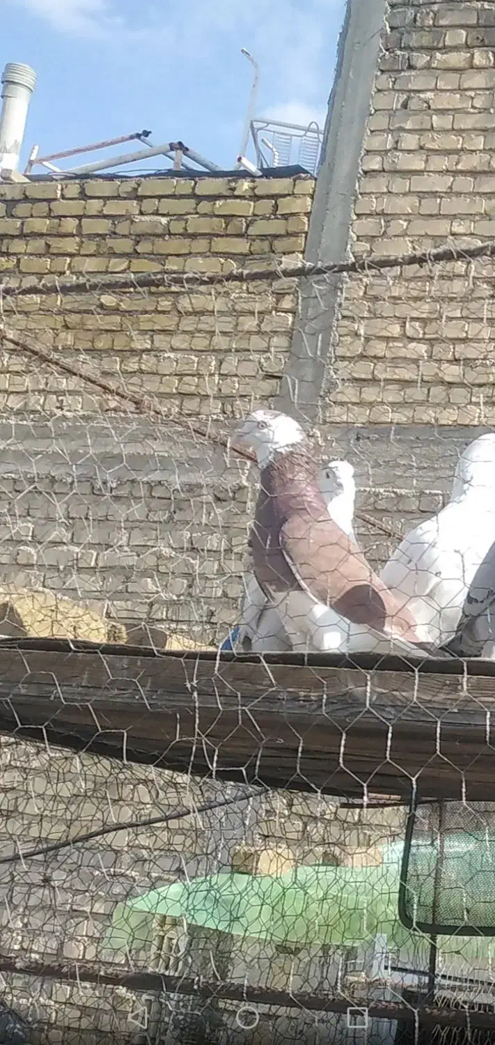 کفتر باختی|حیوانات|شیراز, دست خضر|دیوار