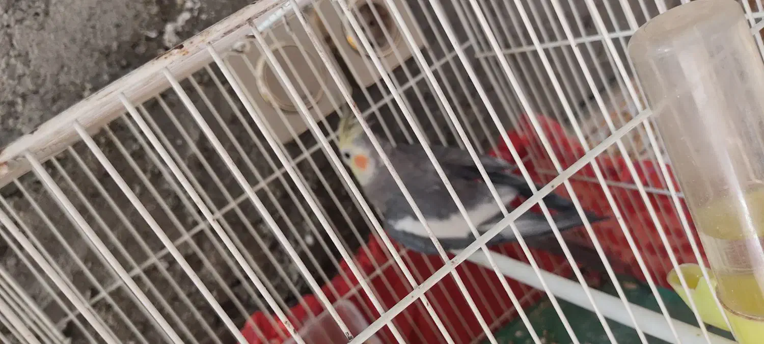 عروس هلندی نر بالغ|پرنده|زابل, |دیوار