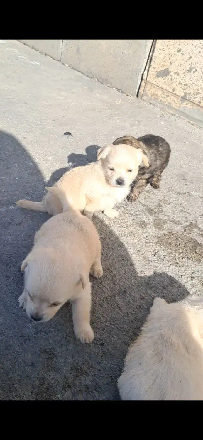 واگذاریه سگ|سگ|بروجرد, |دیوار