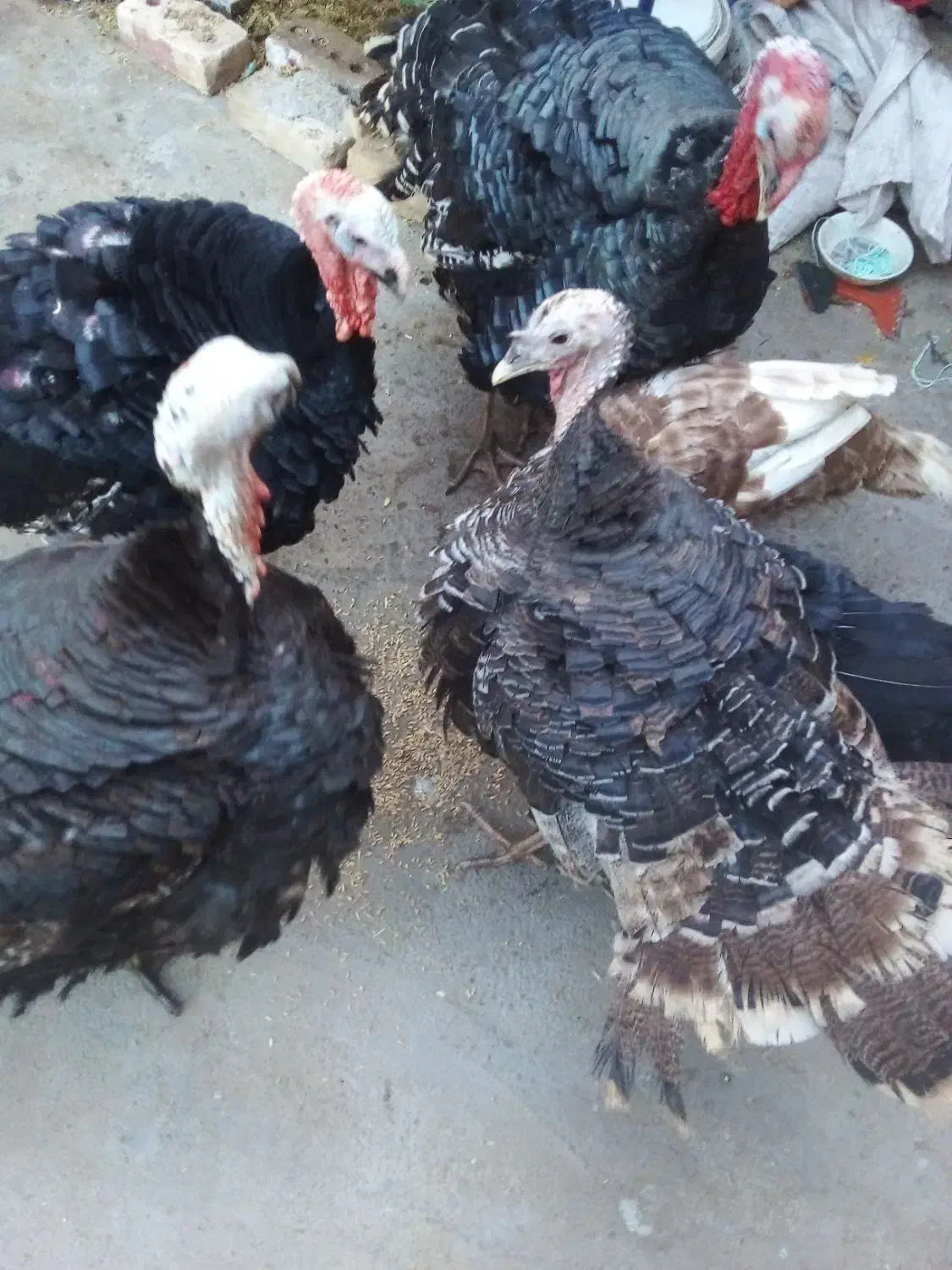 بوقلمون کیلویی ۲۳۰|حیوانات مزرعه|تربت جام, یحیی آباد|دیوار