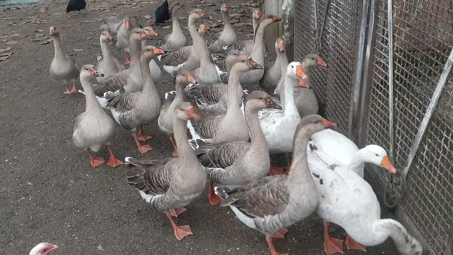 غاز و بوقلمون|حیوانات مزرعه|لوندویل, |دیوار