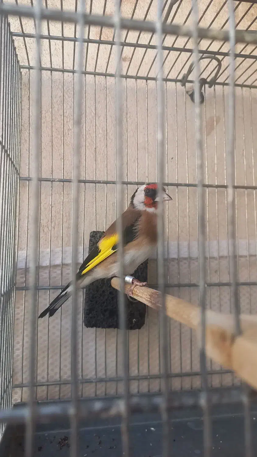 سهره نر مولد قفس|پرنده|ورامین, خیر آباد|دیوار