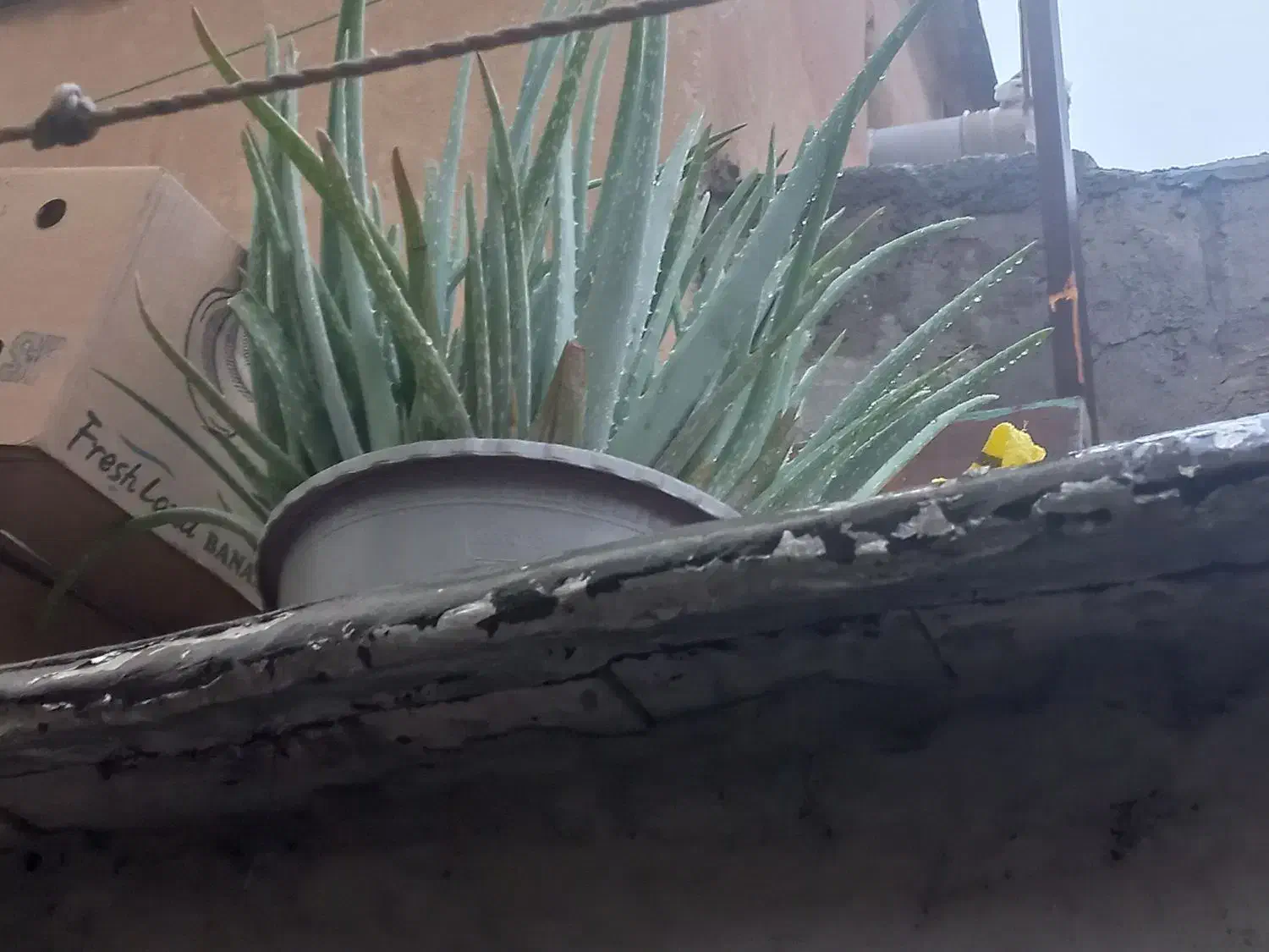 فروش گل|گل و گیاه طبیعی|مریوان, |دیوار