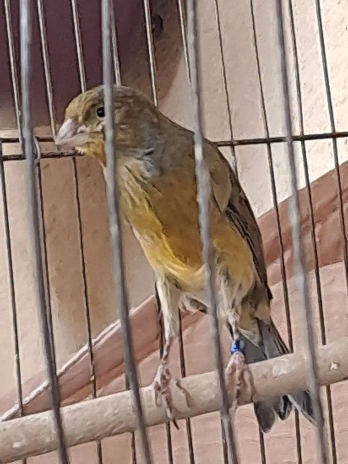 قناری سبز سوخته|پرنده|ماهان, |دیوار