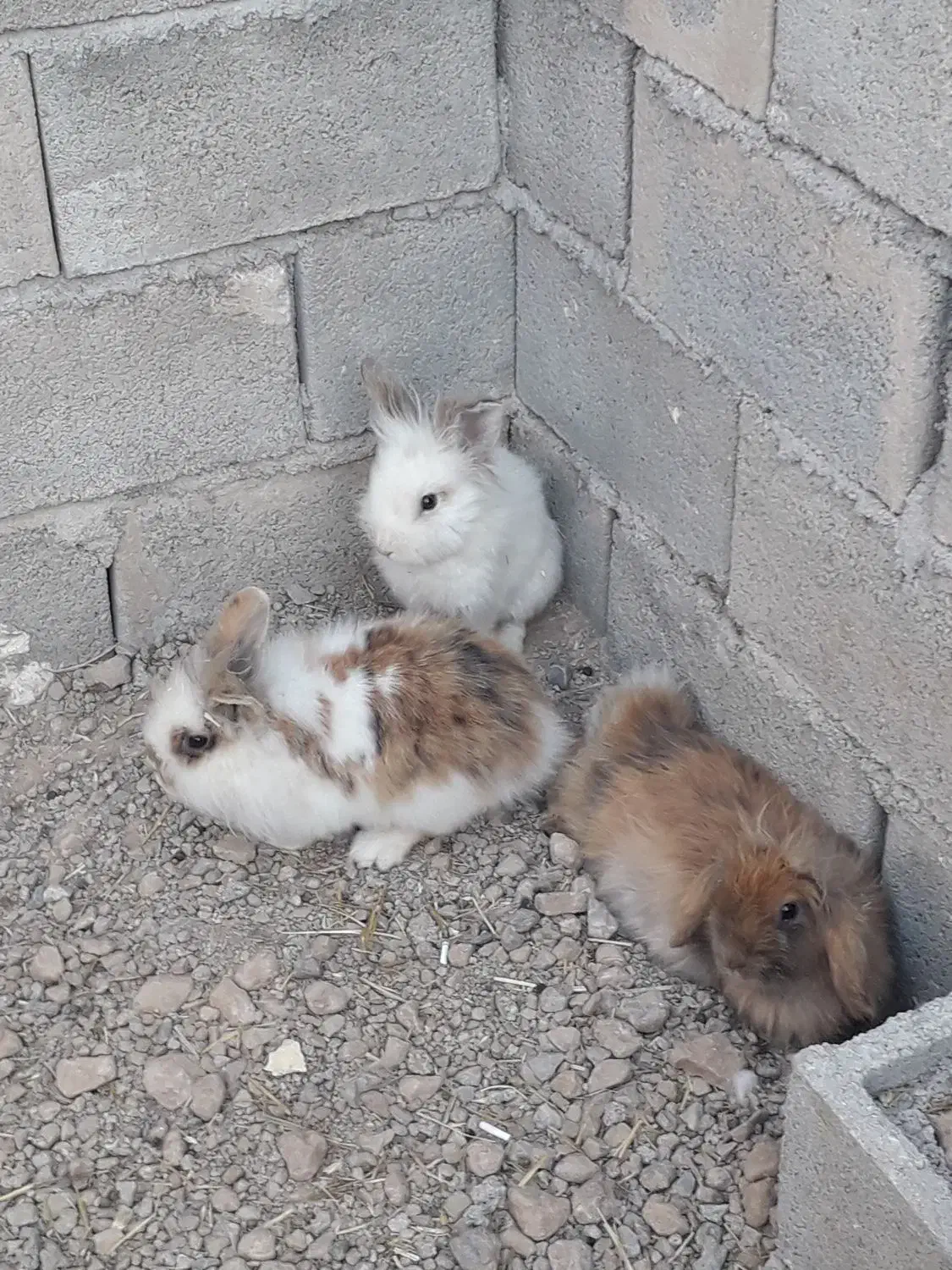 خرگوش لپ هلندی|موش و خرگوش|اقلید, |دیوار