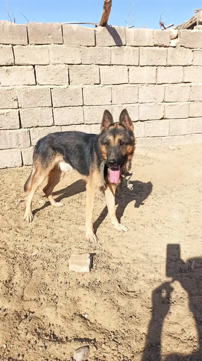 ژرمن فروشی|سگ|کرمان, |دیوار