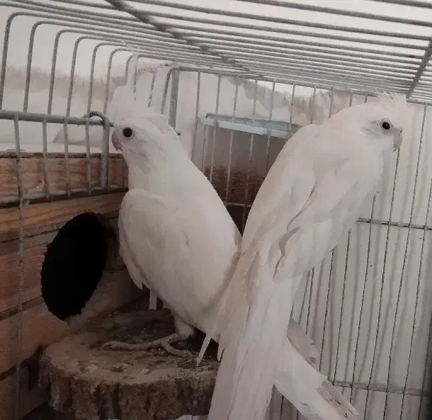 عروس هلندی آلبینو|پرنده|گرمه, |دیوار