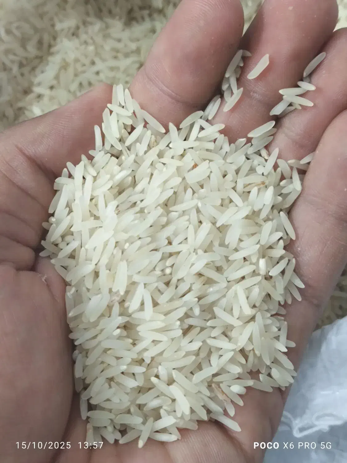 برنج فجر سوزنی ۹۰ روزه کاشت خودم|خوردنی و آشامیدنی|آق قلا, |دیوار