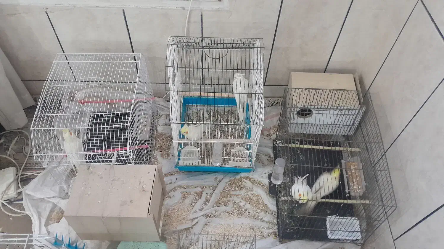 مرغ عروس|پرنده|کاشان, الغدیر|دیوار