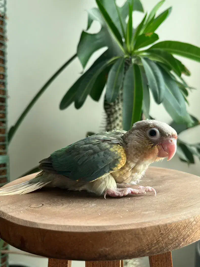 جوجه سرلاکی گرینچیک و راهب|پرنده|جهرم, |دیوار