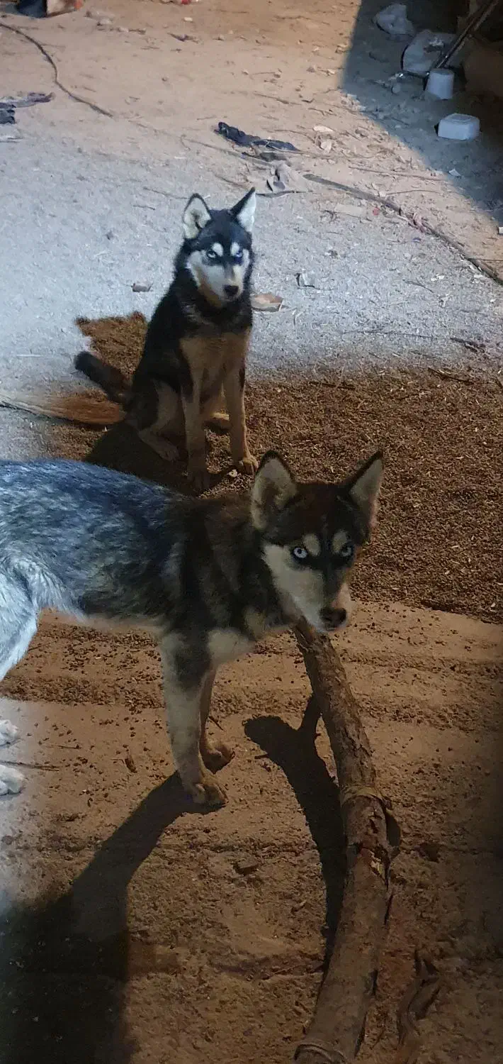 سگ هاسکی|سگ|شاهرود, |دیوار