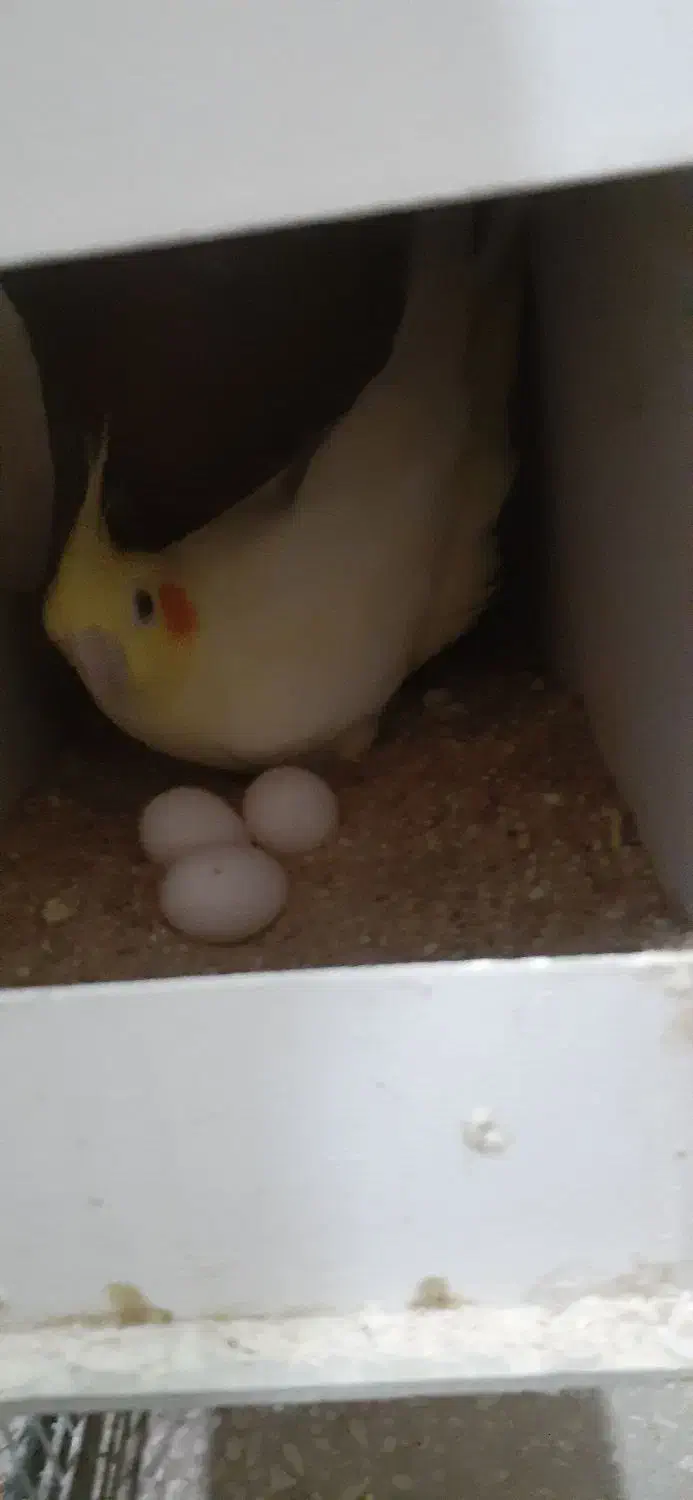 ط و ط ی ع روس|پرنده|سبزوار, کهنه آب|دیوار