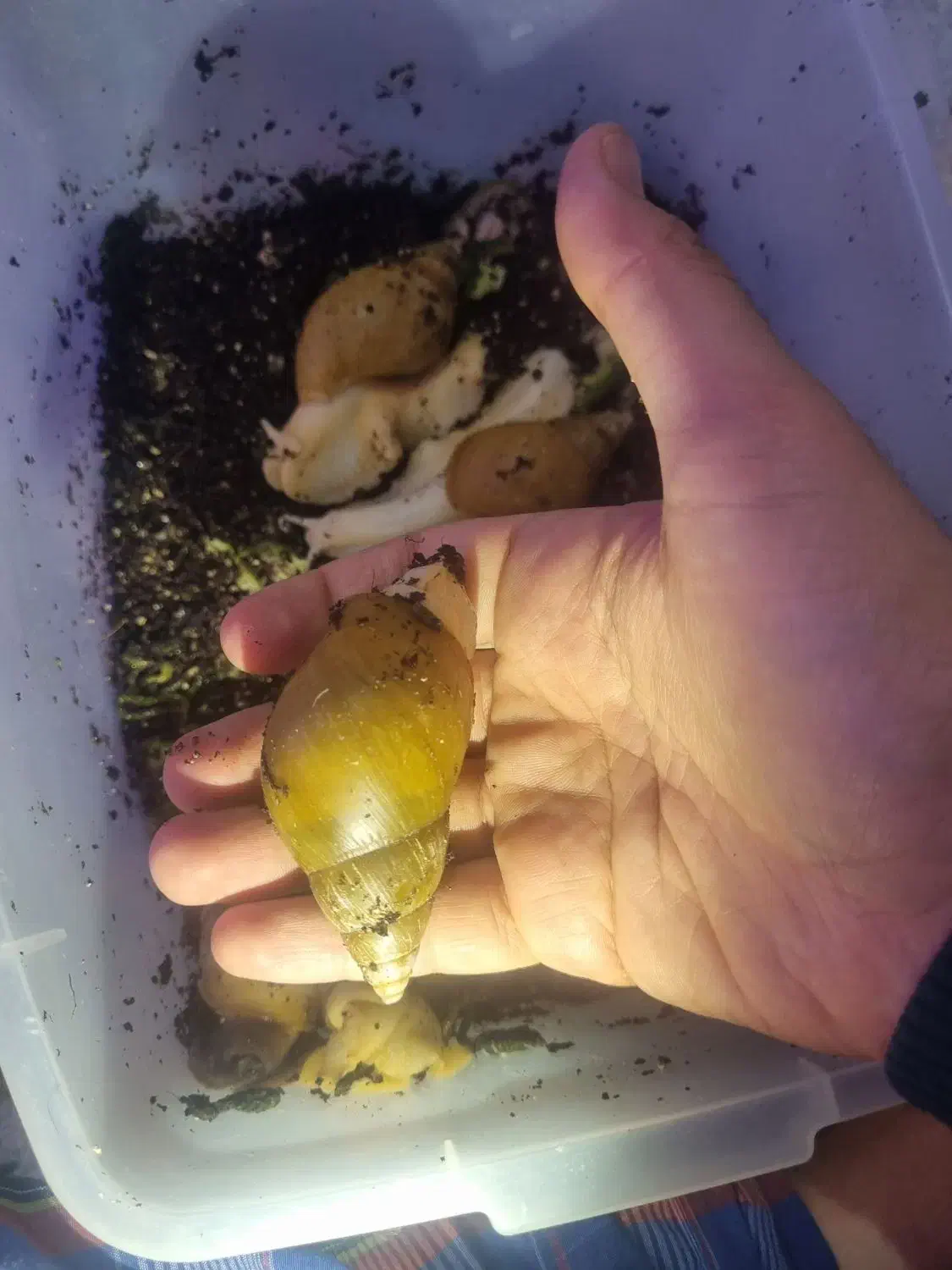 فروش حلزون اچاتینا|خزنده|فولادشهر, مسکن مهر فولادشهر|دیوار