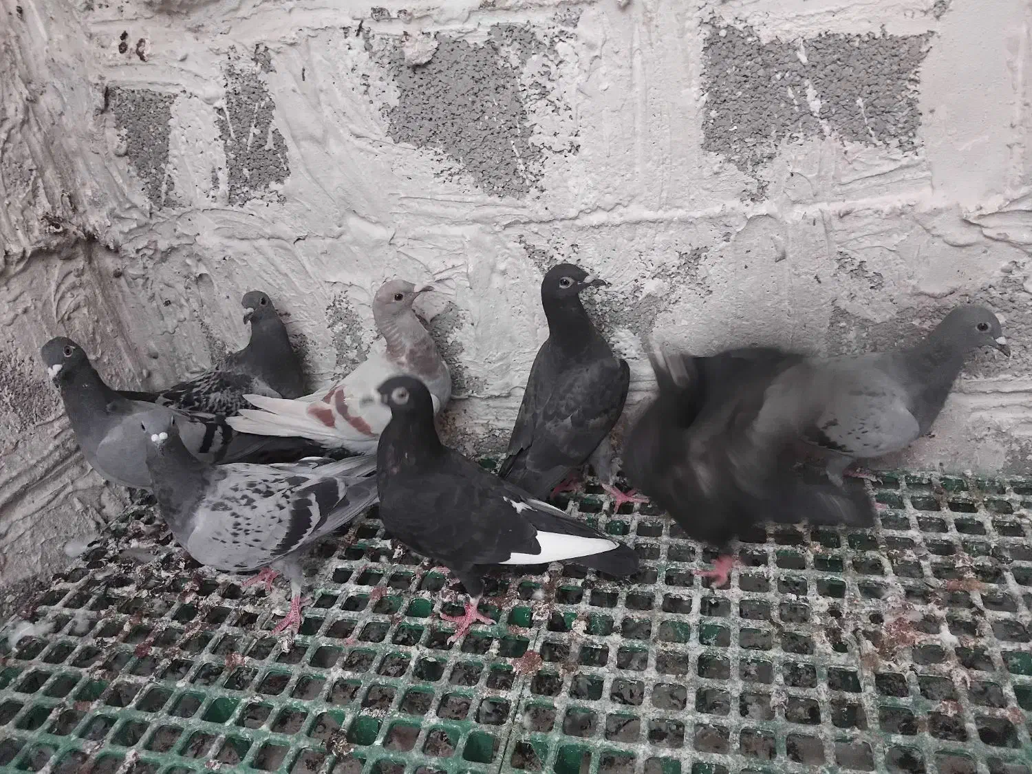 جوجه کبوتر|پرنده|آبپخش, |دیوار