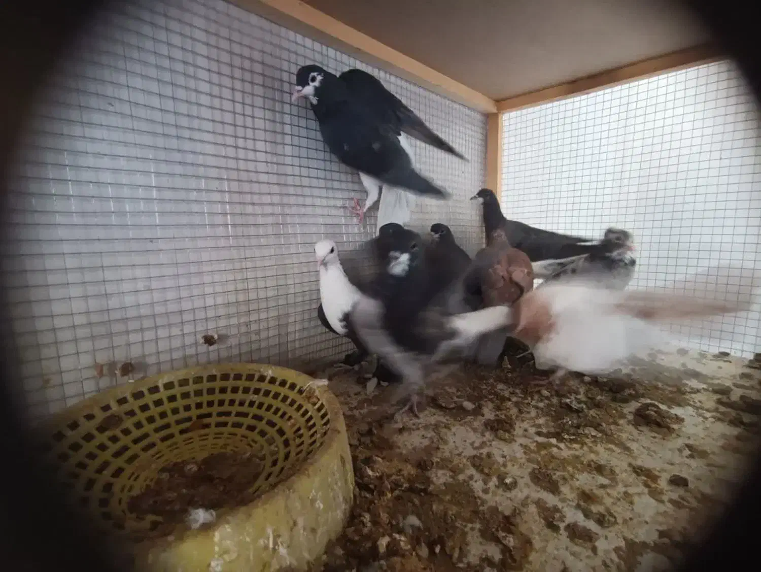 9 عدد جوجه بوم ندیده قیمت تماس بگیرید|پرنده|ابرکوه, |دیوار