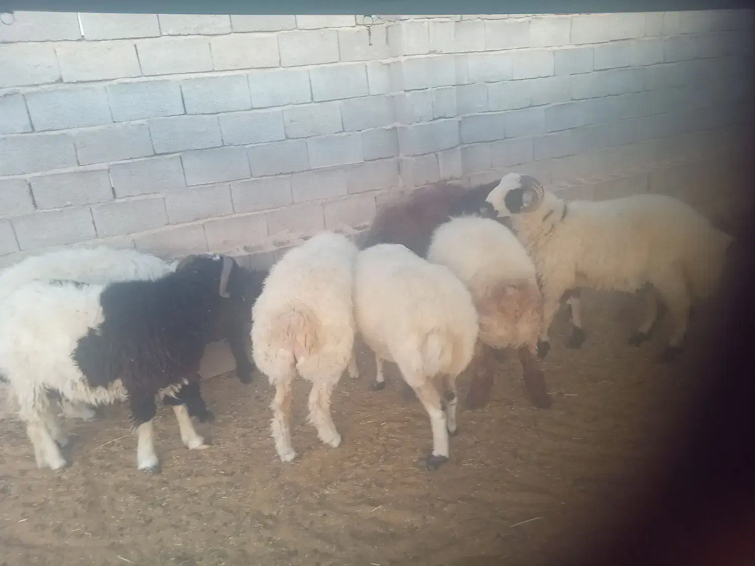 بره میش|حیوانات مزرعه|جهرم, |دیوار