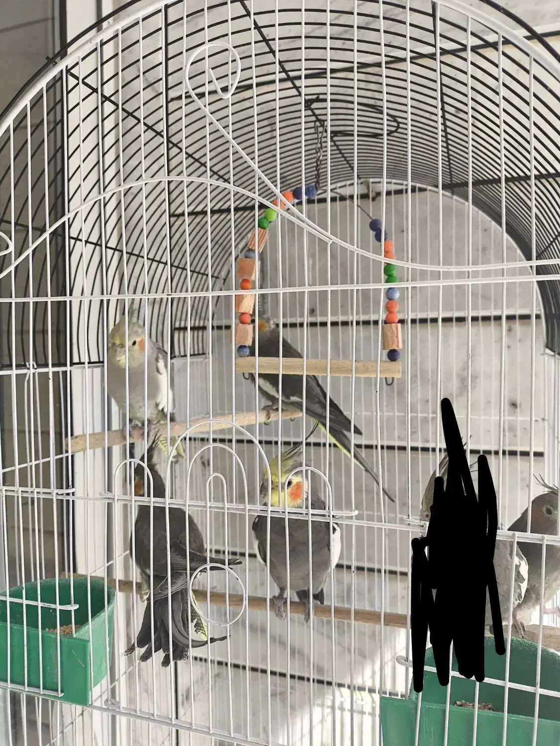 عروس هلندی|پرنده|خمینیشهر, |دیوار